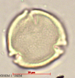 ISEM 1/Carica_papaya_19779/Carica_papaya_19779_0001(copy)_thumb.jpg